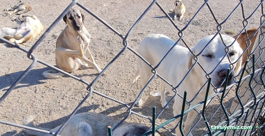 Kırklareli Belediyesi Hayvan Barınağı