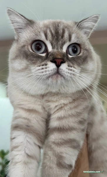 Kırşehir Yaşam Pet Veteriner Kliniği