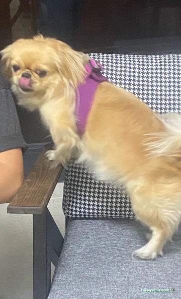 Kırşehir Yaşam Pet Veteriner Kliniği