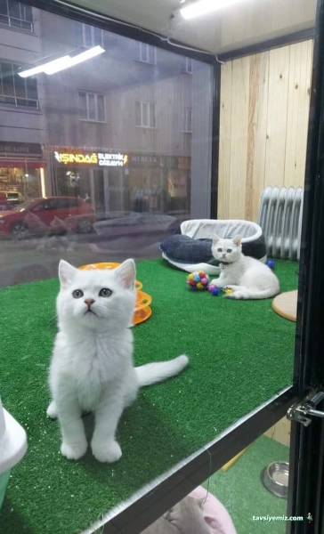 Klas Petshop Klas Petshop