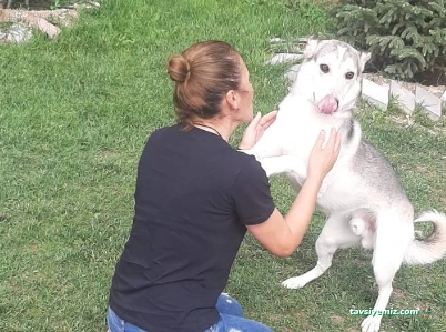 Köpek Koleji Ankara