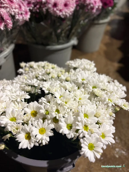 Kötekli Saygını Çiçekçilik