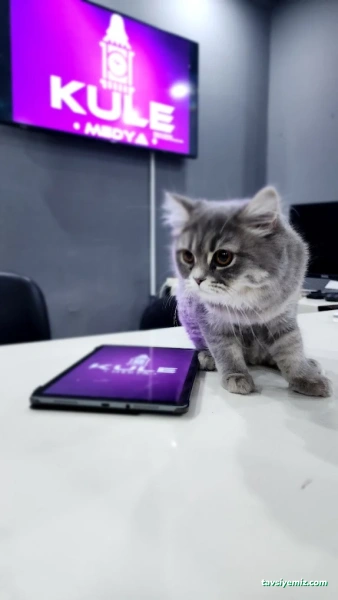 Kule Medya Dijital Reklam Ajansı Kule Medya Dijital Reklam Ajansı