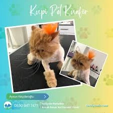 Kupi Pet Kuaför & Pet Cafe Kupi Pet Kuaför & Pet Cafe
