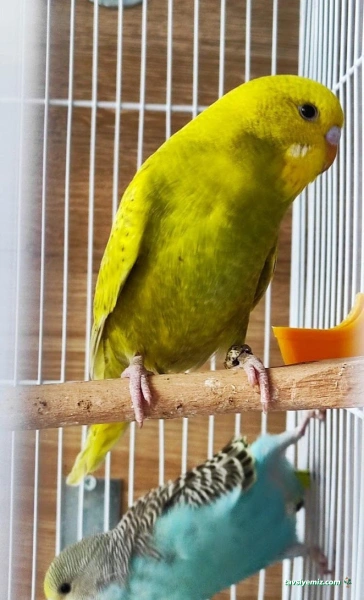 Kuş Dünyası Pet Shop Kuş Dünyası Pet Shop