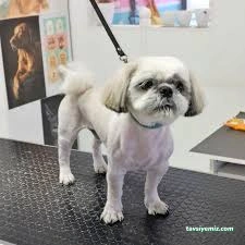 Lüleburgaz Pati Pet Kuaförü Spa Butik Petshop Cafe Club Lüleburgaz Pati Pet Kuaförü Spa Butik Petshop Cafe Club