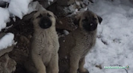 Malatya Büyükşehir Belediyesi Hayvan Barınağı