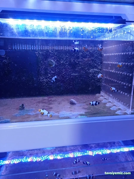 Malawi İzmir Akvaryum Ve Pet Ürünleri