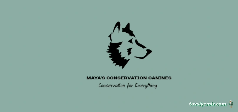 Maya Köpek Eğitim Akademisi