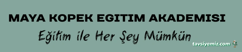 Maya Köpek Eğitim Akademisi