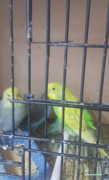 Melis Petshop Melis Petshop
