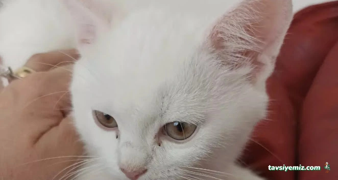 Melis Petshop Melis Petshop