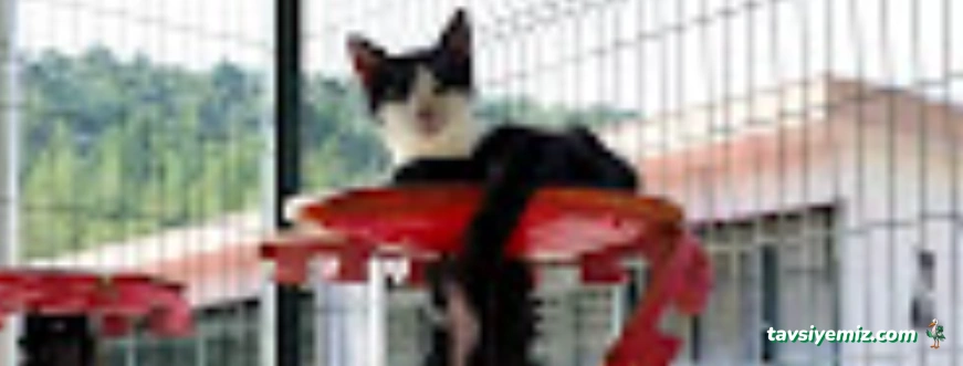 Mersin Hayvan Barınağı