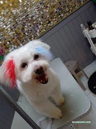 Mersin Pet Kuaför Leydi Petshop Mersin Pet Kuaför Leydi Petshop