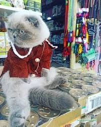 Mersin Pet Kuaför Leydi Petshop Mersin Pet Kuaför Leydi Petshop