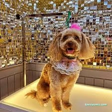 Mersin Pet Kuaför Leydi Petshop Mersin Pet Kuaför Leydi Petshop
