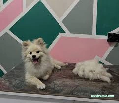 Mersin Pet Kuaför Leydi Petshop Mersin Pet Kuaför Leydi Petshop
