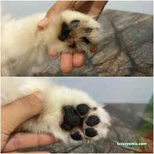 Mersin Pet Kuaför Leydi Petshop Mersin Pet Kuaför Leydi Petshop
