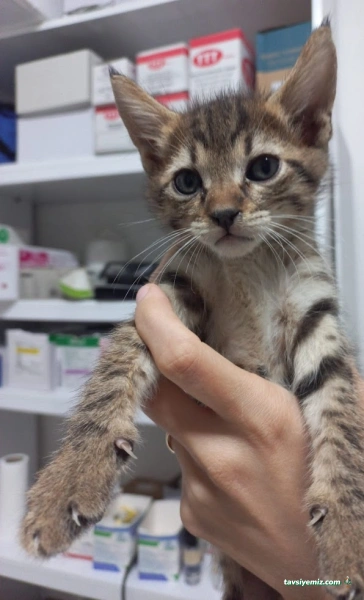 Minik Patiler Veteriner Kliniği Minik Patiler Veteriner Kliniği