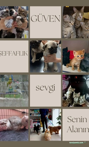 Minik Patiler Veteriner Kliniği Minik Patiler Veteriner Kliniği
