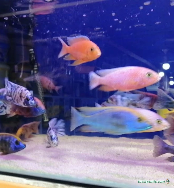 Mr Faruk Petshop Mr Faruk Petshop
