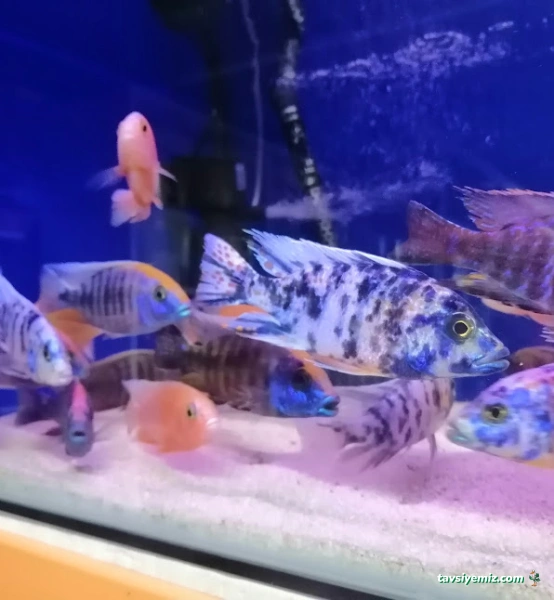 Mr Faruk Petshop Mr Faruk Petshop