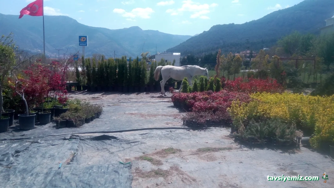 Mtk Peyzaj, Süs Bitkileri Fidanlığı Ve Bahçe Market Mtk Peyzaj, Süs Bitkileri Fidanlığı Ve Bahçe Market