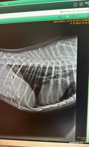 Mutlu Kuyruklar Veteriner Kliniği Mutlu Kuyruklar Veteriner Kliniği