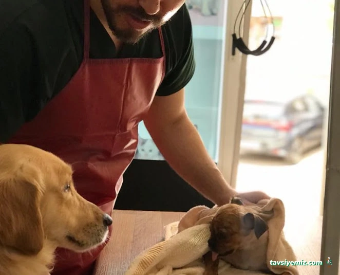 Mutlu Kuyruklar Veteriner Kliniği Mutlu Kuyruklar Veteriner Kliniği