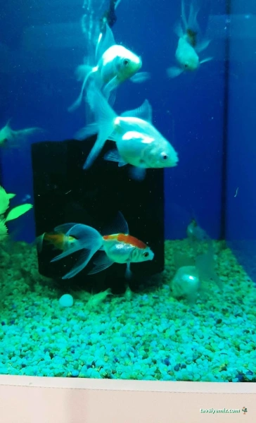 My Jumbo Petshop ( Alo Mama ) My Jumbo Petshop ( Alo Mama )