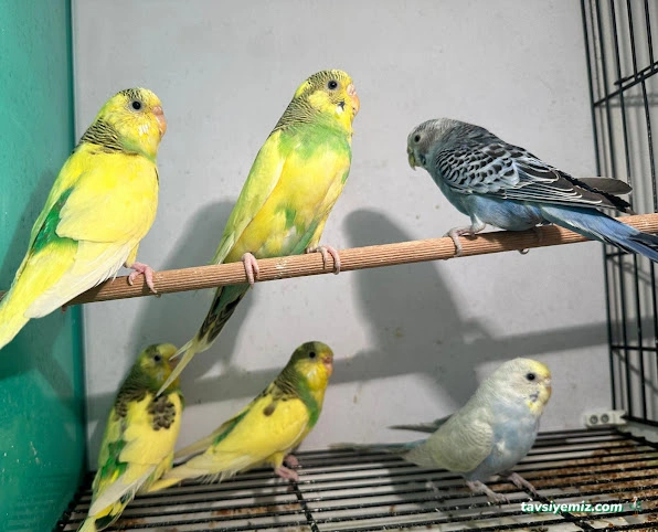 My Jumbo Petshop ( Alo Mama ) My Jumbo Petshop ( Alo Mama )