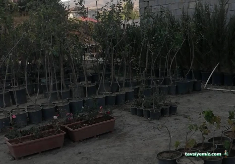 Nergiz Peyzaj Tarım