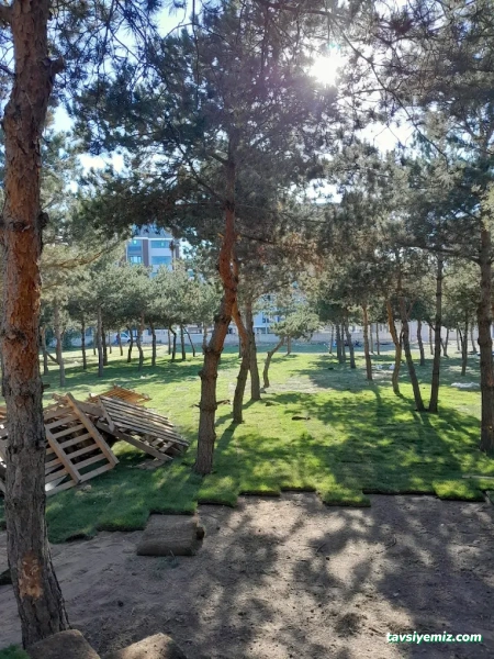 Nesa Peyzaj Nesa Peyzaj