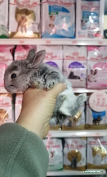 Nihal Pet Shop Nihal Pet Shop