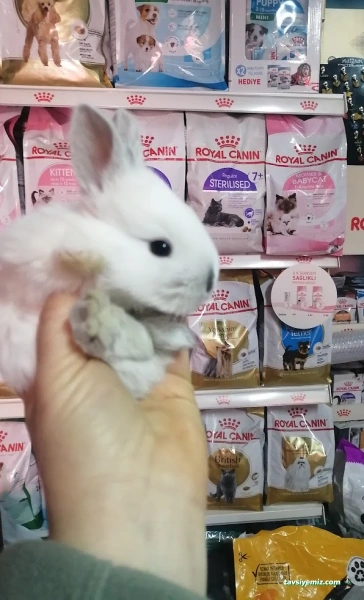 Nihal Pet Shop Nihal Pet Shop