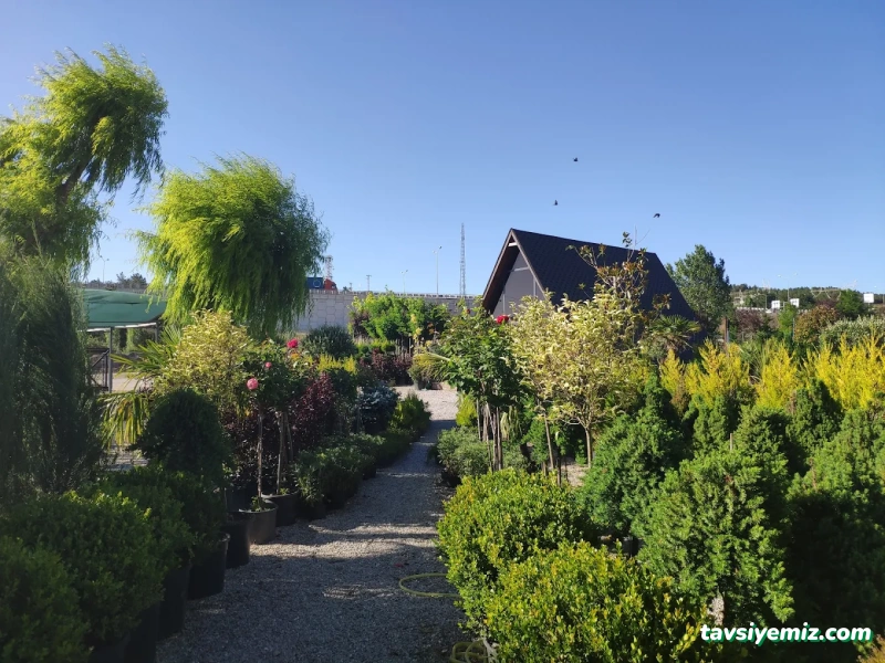 Nova Peyzaj Proje & Bitki Market Nova Peyzaj Proje & Bitki Market