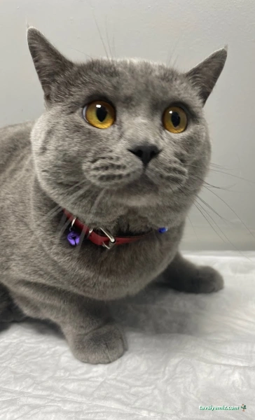Nuhun Gemisi Veteriner Kliniği Nuhun Gemisi Veteriner Kliniği