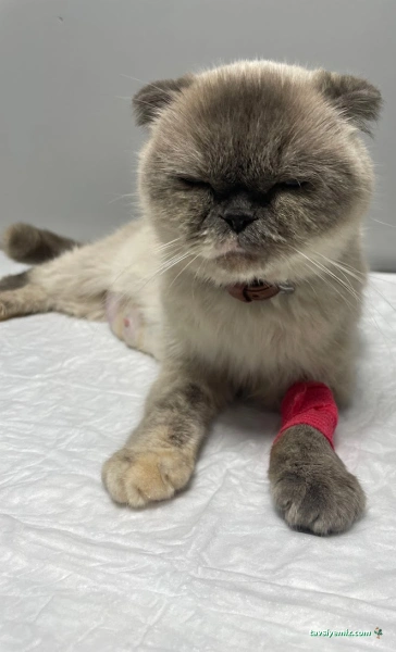 Nuhun Gemisi Veteriner Kliniği Nuhun Gemisi Veteriner Kliniği