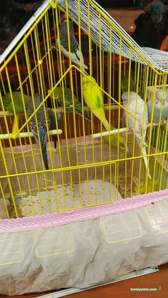 Okyanus Petshop Okyanus Petshop