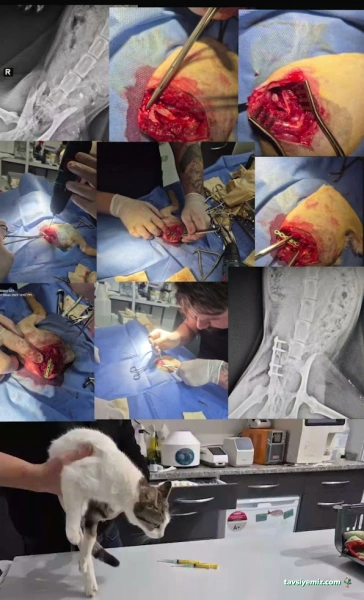 Ortaca Güneybatı Veteriner Kliniği Ortaca Güneybatı Veteriner Kliniği