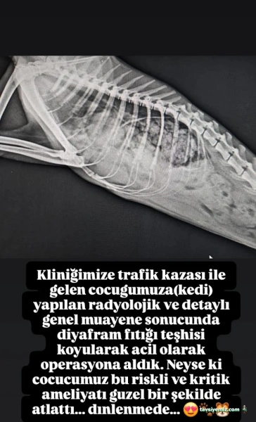 Ortaca Güneybatı Veteriner Kliniği Ortaca Güneybatı Veteriner Kliniği
