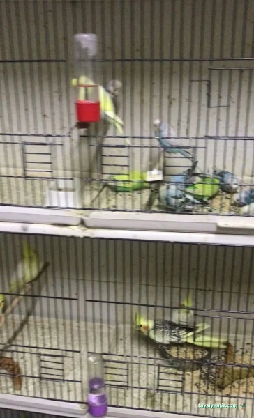 Osmanlı Petshop