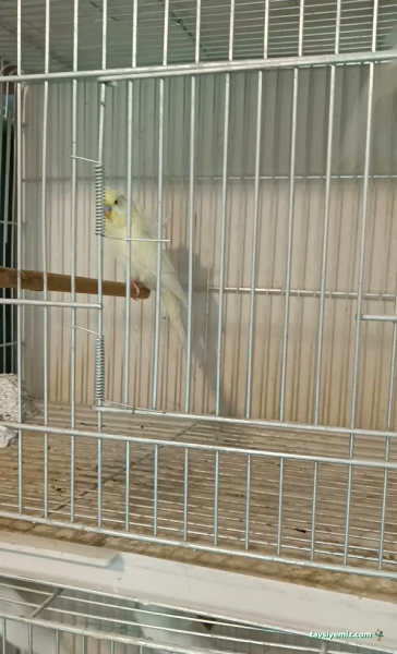Osmanlı Petshop