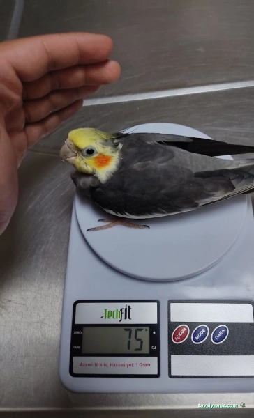 Öz-Vet Kuş Veteriner Kliniği Hizmette 33.Yıl Öz-Vet Kuş Veteriner Kliniği Hizmette 33.Yıl