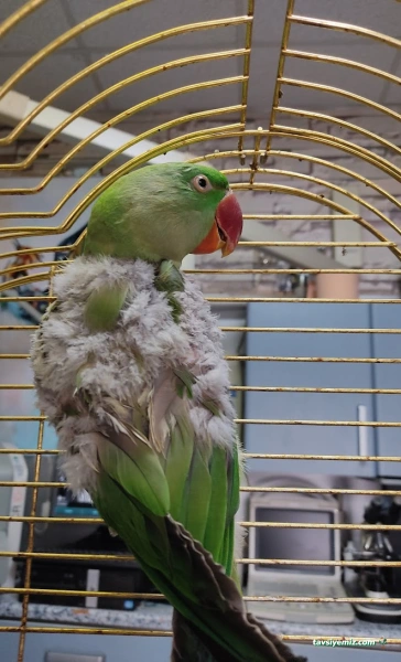 Öz-Vet Kuş Veteriner Kliniği Hizmette 33.Yıl Öz-Vet Kuş Veteriner Kliniği Hizmette 33.Yıl