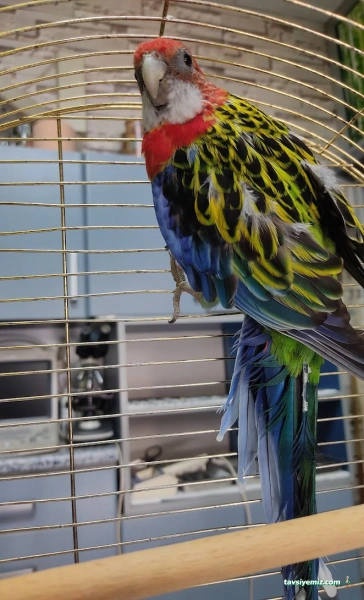 Öz-Vet Kuş Veteriner Kliniği Hizmette 33.Yıl Öz-Vet Kuş Veteriner Kliniği Hizmette 33.Yıl