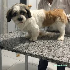 Özen Pet Kuaförü