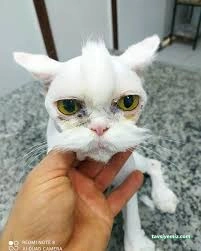 Özen Pet Kuaförü