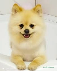 Özen Pet Kuaförü