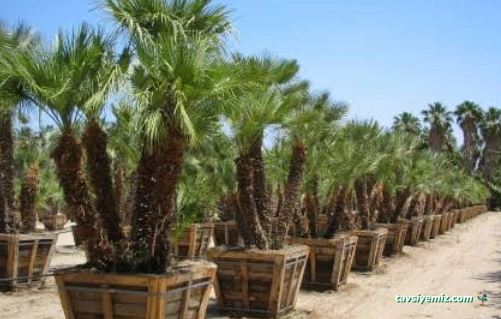 Papatya Peyzaj  Bahçe Düzenleme  Dış Mekan Bitki